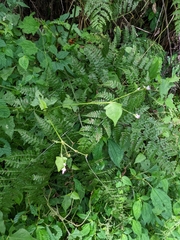 Persicaria biconvexa