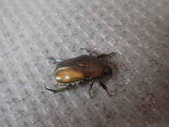 Pseudotorynorrhina japonica