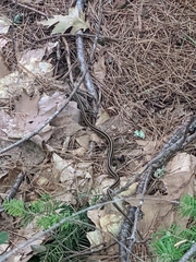 Thamnophis saurita septentrionalis