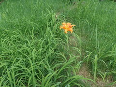 Hemerocallis fulva kwanso