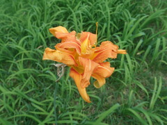 Hemerocallis fulva kwanso