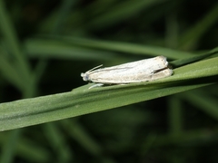 Agriphila