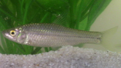 Pseudorasbora parva