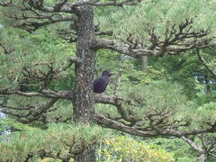 Corvus macrorhynchos japonensis