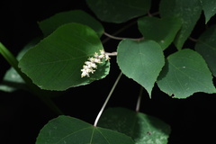 Mallotus paniculatus