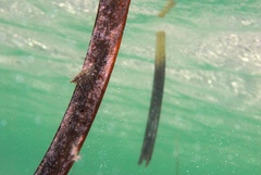 Platynympha longicaudata