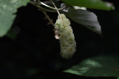 Mallotus paniculatus