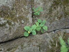 Lysimachia japonica