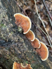 Stereum subtomentosum