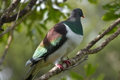 Hemiphaga novaeseelandiae novaeseelandiae