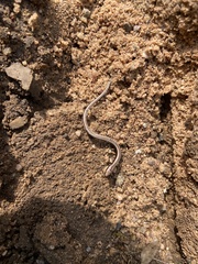 Anguis fragilis