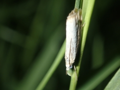 Agriphila