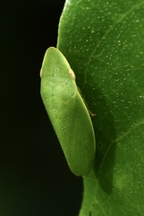 Petalocephala