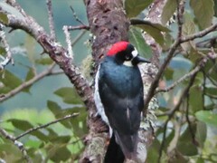 Melanerpes formicivorus