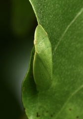 Petalocephala