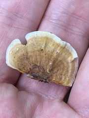 Stereum subtomentosum