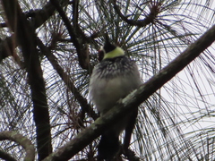 Melanerpes formicivorus