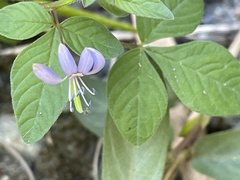 Cleome rutidosperma