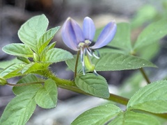 Cleome rutidosperma