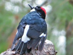 Melanerpes formicivorus
