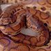 Rainbow Boas - Photo (c) batwrangler, some rights reserved (CC BY-NC-ND)