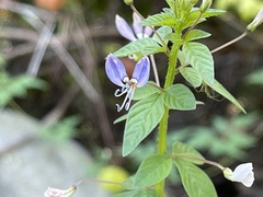 Cleome rutidosperma