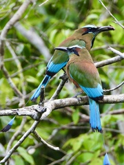 Eumomota superciliosa