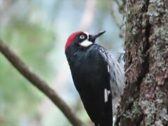 Melanerpes formicivorus