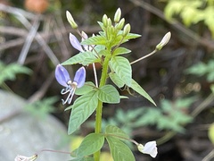 Cleome rutidosperma