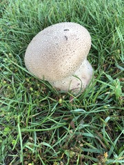 Lycoperdon