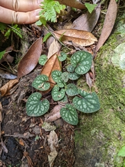 Viola formosana