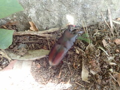 Prosopocoilus inclinatus inclinatus