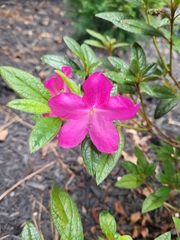 Rhododendron