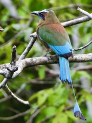 Eumomota superciliosa