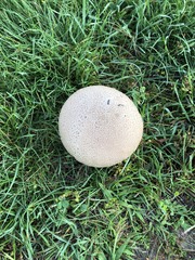 Lycoperdon