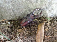 Prosopocoilus inclinatus inclinatus