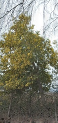 Acacia dealbata