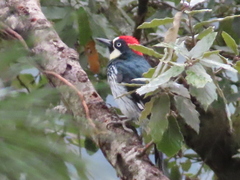 Melanerpes formicivorus
