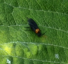 Atomacera decepta
