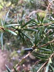 Cyathodes glauca