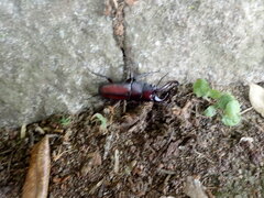 Prosopocoilus inclinatus inclinatus