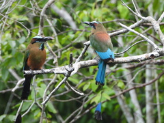 Eumomota superciliosa