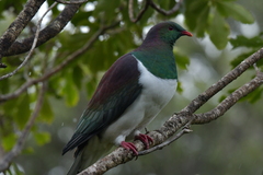 Hemiphaga novaeseelandiae novaeseelandiae