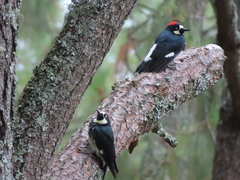 Melanerpes formicivorus