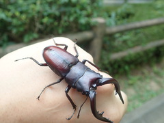 Prosopocoilus inclinatus inclinatus