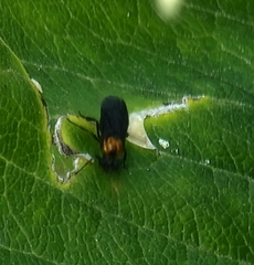Atomacera decepta