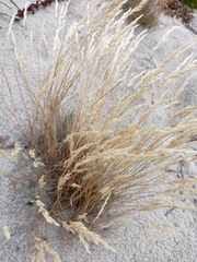 Corynephorus canescens