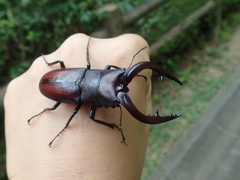 Prosopocoilus inclinatus inclinatus