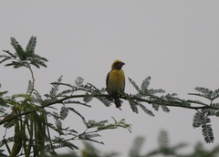 Ploceus philippinus