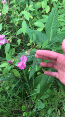 Impatiens glandulifera